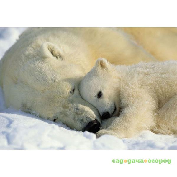 Фото Фотообои бумажные Komar Polar Bears NG 1-605 1,84x1,27 м