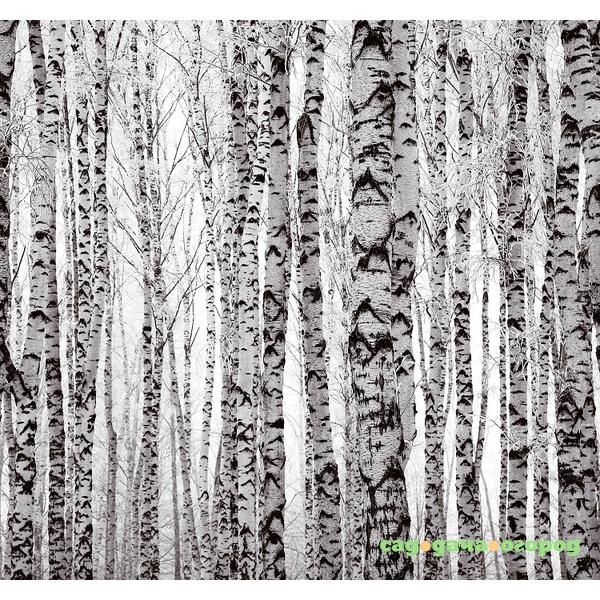 Фото Фотообои виниловые на флизелиновой основе Decocode Белые березы 31-0414-PB 3х2,8 м