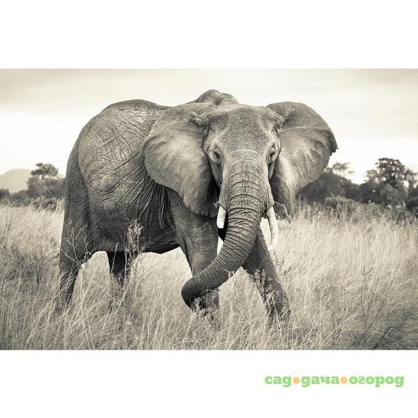 Фото Фотообои флизелиновые Komar Elephant XXL4-529 3,68х2,48 м