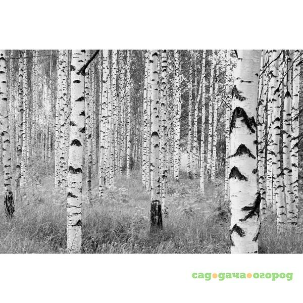 Фото Фотообои флизелиновые Komar Woods XXL4-023 3,68х2,48 м