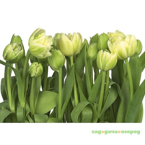 Фото Фотообои бумажные Komar Tulips 8-900 3,68х2,54 м