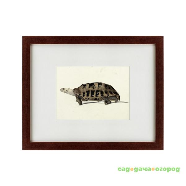 Фото Картина A Hand-Painted Illustration Of An Elongated Tortoise (42х52 см)