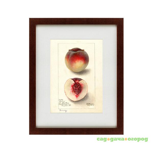 Фото Картина Watercolor Collection, Drawing №4 (42х52 см)