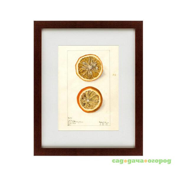 Фото Картина Watercolor Collection, Drawing №5 (42х52 см)