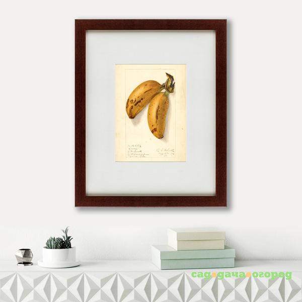 Фото Картина Watercolor Collection, Drawing №78 (42х52 см)