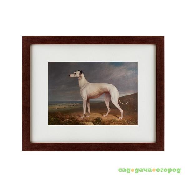 Фото Картина Portrait Of A Greyhound (42х52 см)
