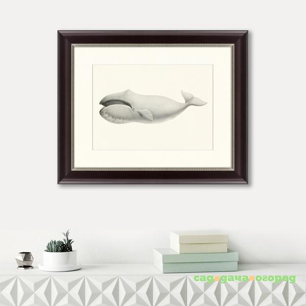 Фото Картина Bowhead Whale (42х52 см)
