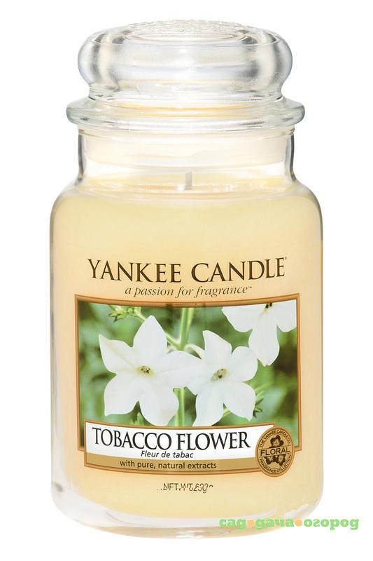 Фото Ароматическая свеча Yankee candle большая Цветок табака 623 г