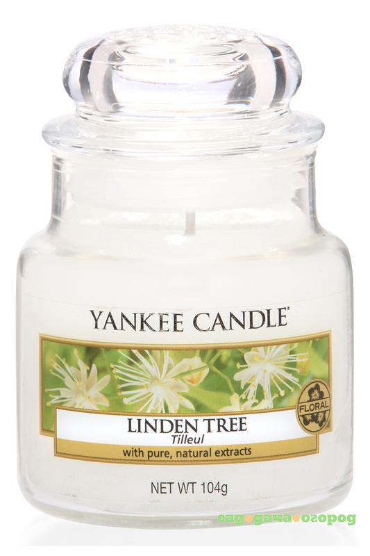 Фото Ароматическая свеча Yankee candle маленькая Липа 104 г