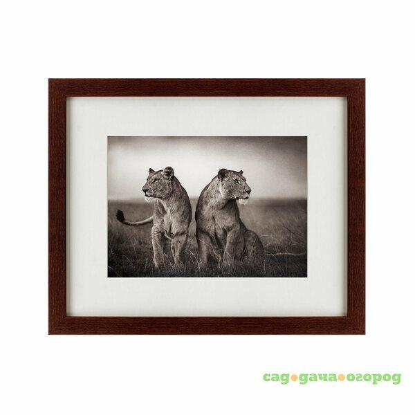 Фото Картина Lionesses Readying To Hunt, Masai Mara (42х52 см)