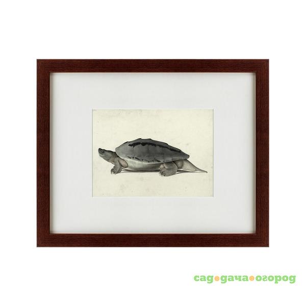 Фото Картина A Hand-Painted Illustration Of A Burmese Roofed Turtle (42х52 см)