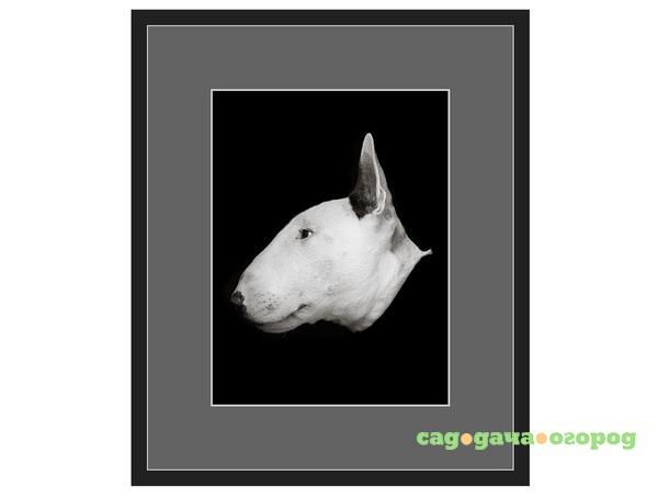 Фото Авторская арт-фотография "Bull Terrier #3"