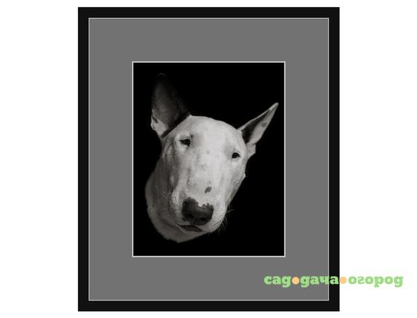 Фото Авторская арт-фотография "Bull Terrier #7"