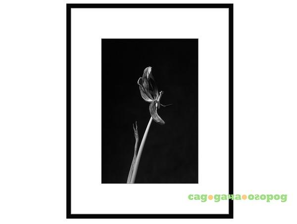 Фото Авторская арт-фотография "Dead Tulip #7"