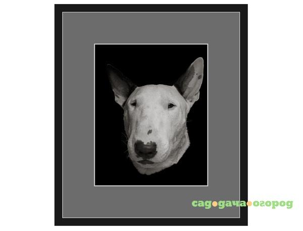 Фото Авторская арт-фотография "Bull Terrier #6"