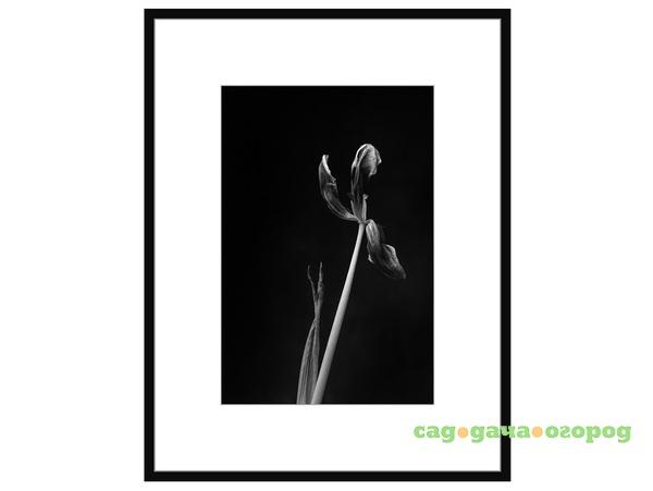 Фото Авторская арт-фотография "Dead Tulip #6"