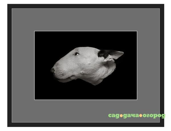 Фото Авторская арт-фотография "Bull Terrier #1"