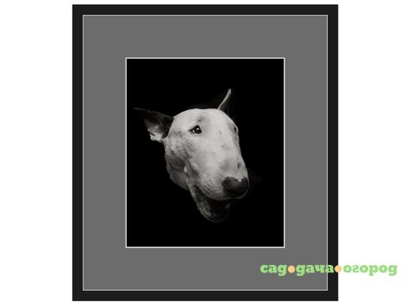 Фото Авторская арт-фотография "Bull Terrier #2"
