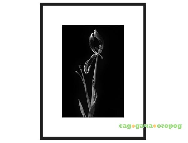 Фото Авторская арт-фотография "Dead Tulip #8"