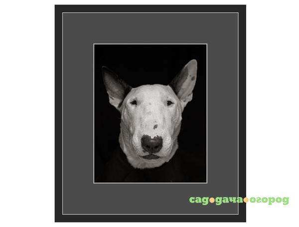 Фото Авторская арт-фотография "Bull Terrier #4"