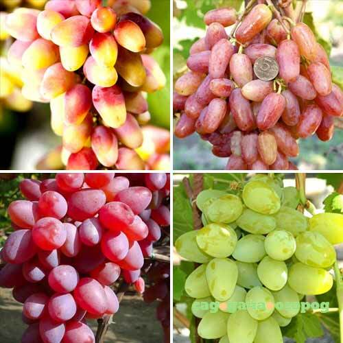 Фото Суперпредложение! Комплект винограда Суперранний из 4 сортов