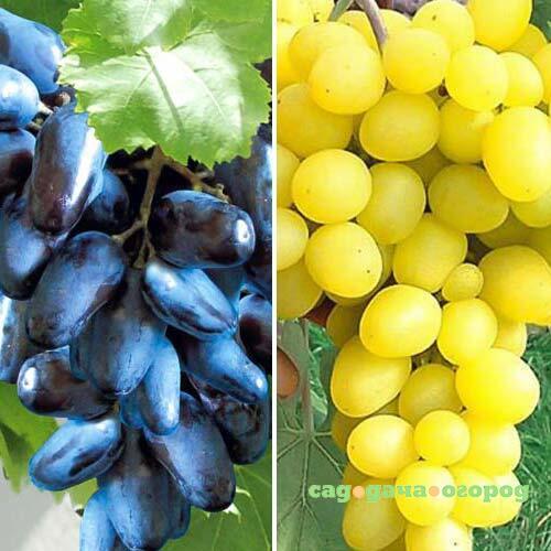 Фото Суперпредложение! Комплект винограда Гиганты из 2-х сортов