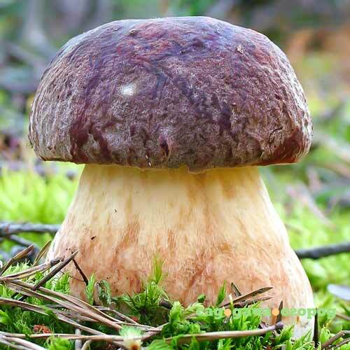 Фото Белый гриб сосновый