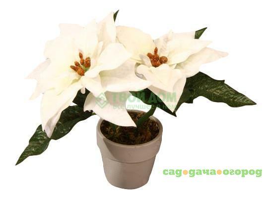 Фото Цветы Botanic haus Цветы пуанцетия в горшке иск 16см бел (380905 W)