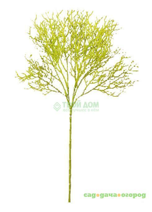 Фото Цветы Botanic haus Ветвь иск. Коралл 67см зеленая (380918 GN)