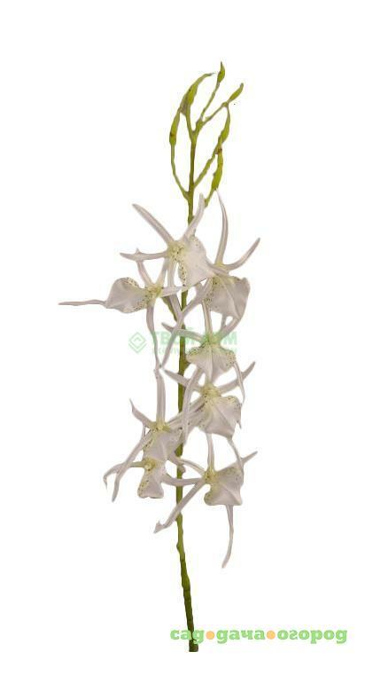 Фото Цветы Botanic haus Цветок искусств декор орхидея 76см (208580 W)
