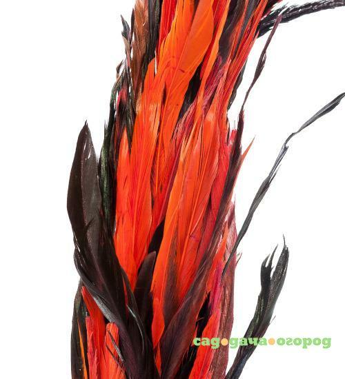 Фото 14-048 Декоративный веничек из перьев (о. Бали)