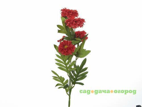 Фото Декоративные цветы Gloria Garden, Красные хризантемы, 72 см