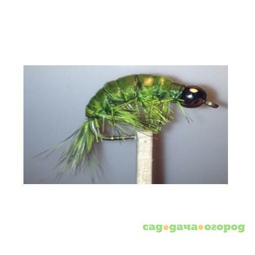 Фото Gammarus Amphipod Olive Nickel  №10