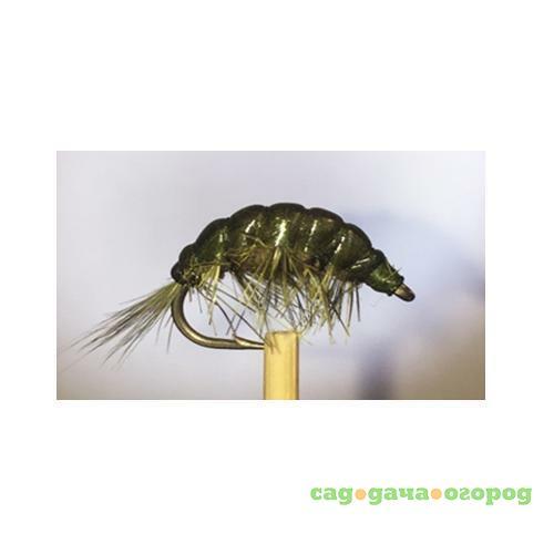 Фото Gammarus Amphipod Dark Olive  №12