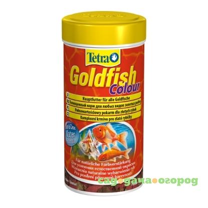 Фото Goldfish Colour