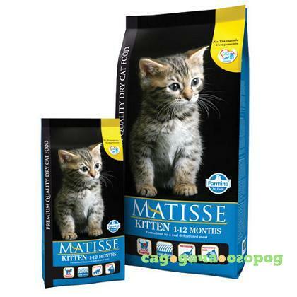 Фото Matisse Kitten