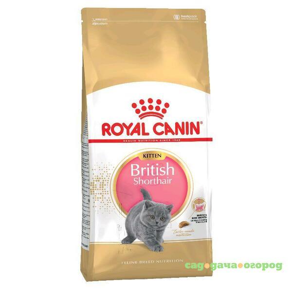 Фото Royal Canin British Shorthair Kitten