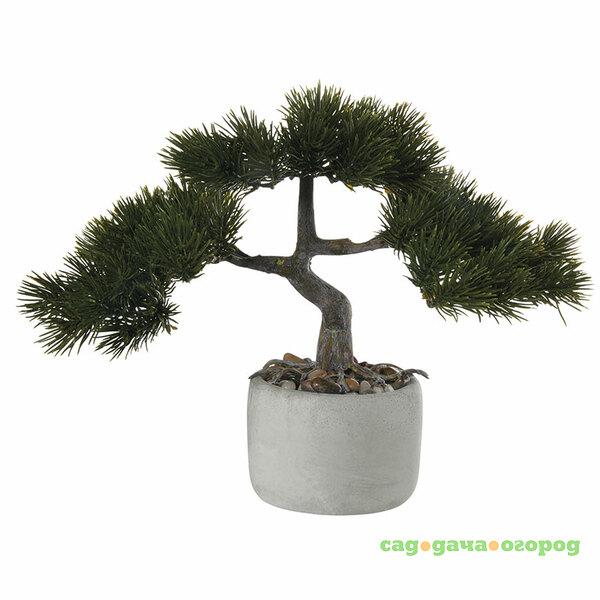 Фото Bonsai Asa Selection Сосна в керамическом горшке, 22,5x14,5см