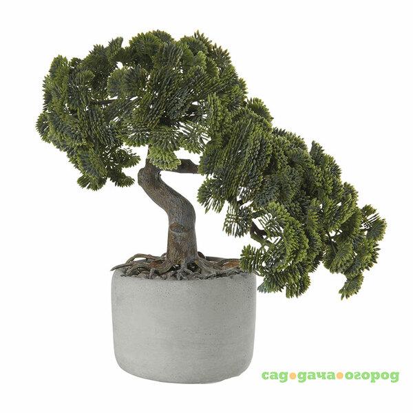 Фото Bonsai Asa Selection Кипарис в керамическом горшке, 24,5x17,5см