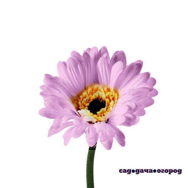 Фото Искусственный цветок basic гербера, 50 см