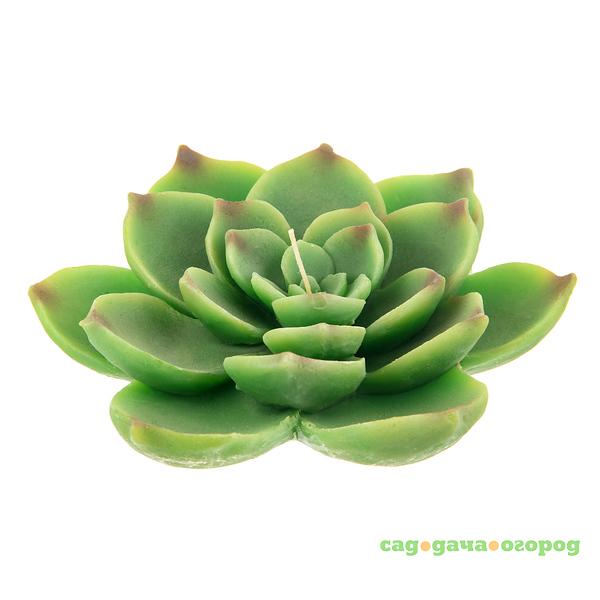 Фото Свеча Edg echeveria 7х22см