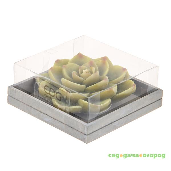 Фото Свеча Edg succulent 5х13см