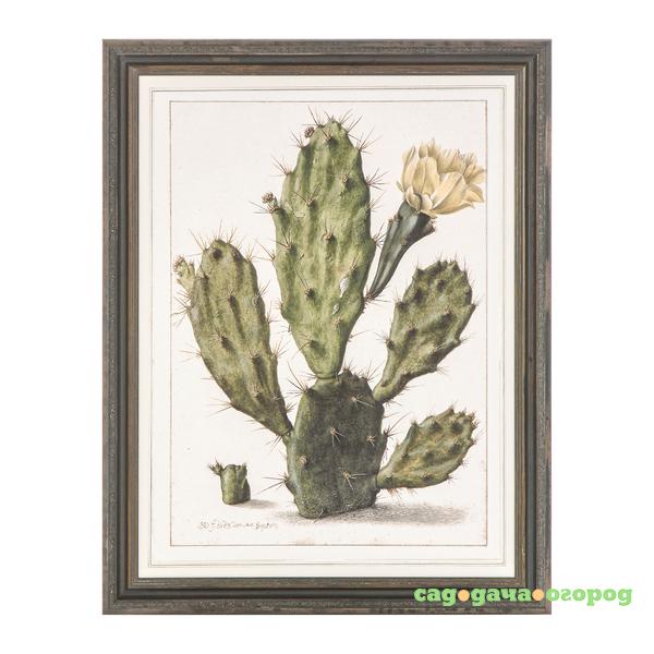Фото Постер Opuntia Cactus
