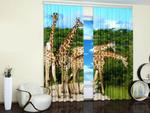 фото Фотошторы Decorite