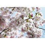 фото Фотообои флизелиновые Komar Spring 8NW-507 3,68х2,54 м