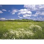 фото Фотообои бумажные Komar Meadow 8-254 3,68х2,54 м