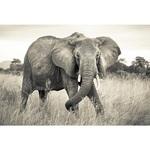 фото Фотообои флизелиновые Komar Elephant XXL4-529 3,68х2,48 м