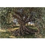 фото Фотообои бумажные Komar Olive Tree 8-531 3,68х2,54 м