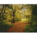 фото Фотообои бумажные Komar Autumn Forest 8-068 3,88х2,70 м