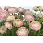 фото Фотообои бумажные Komar Gentle Rose 8-894 3,68х2,54 м